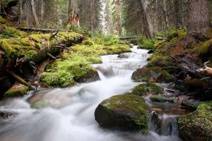 Forests are the key to fresh water