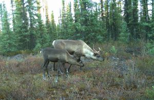 Declining caribou population victim of ecological chain reaction